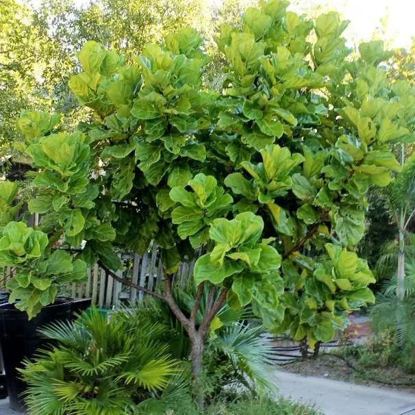 thumbnail for publication: Ficus lyrata: Fiddleleaf Fig